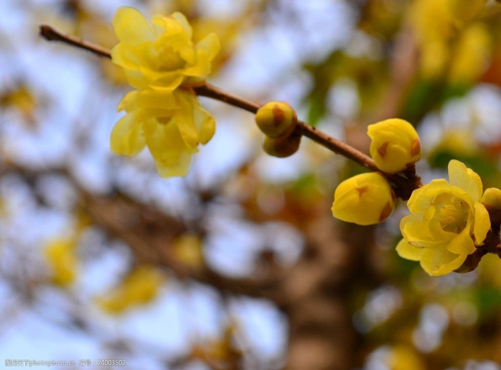 歲末時(shí)節(jié)百花盡，獨(dú)見蠟梅寒中香---感悟冬季蓉城“梅香”